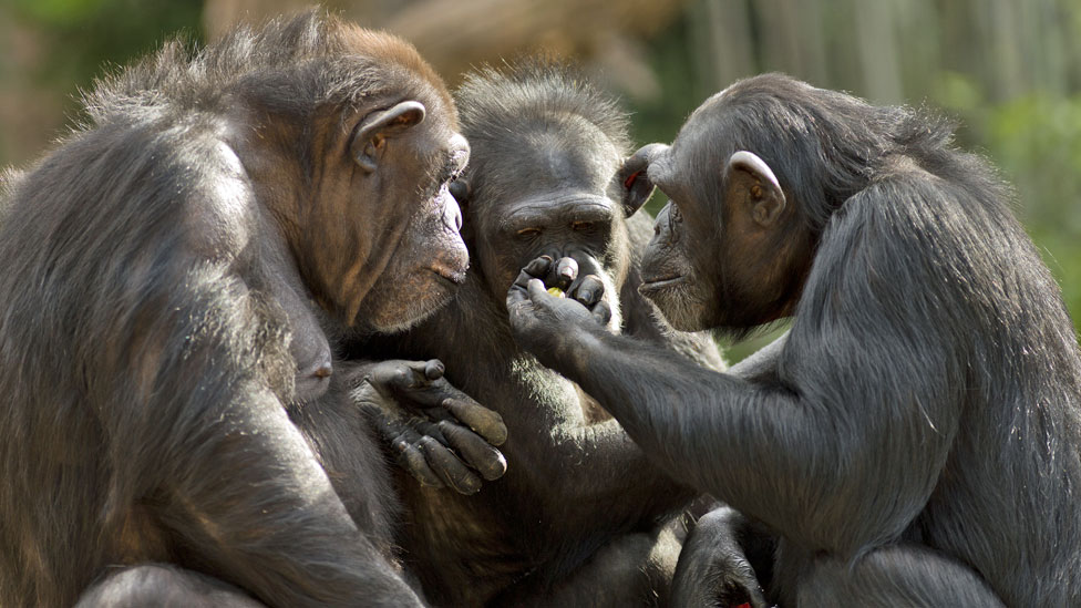 كيف تزيد مشاهدة الأفلام من الألفة بين قردة الشمبانزي؟