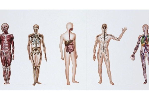 التبرع بالجثث والأعضاء البشرية للبحث العلمي: هدف نبيل وانتهاكات كثيرة
