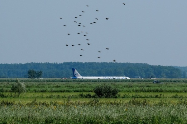 طائرة شركة طيران اورال ايه321 بعد أن هبطت اضطراريا في حقل ذرة قرب مطار زوكوفسكي في 15 أغسطس 2019