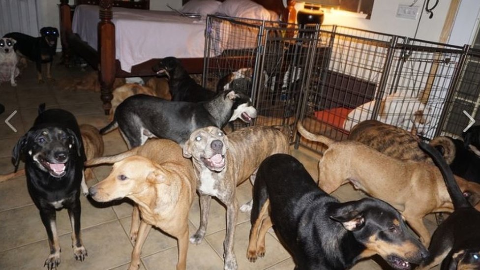 إعصار دوريان: سيدة تحول منزلها إلى مركز لإيواء 100 كلب ضال
