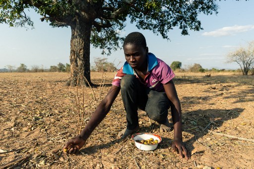 الجفاف يهدد زيمبابوي بمجاعة
