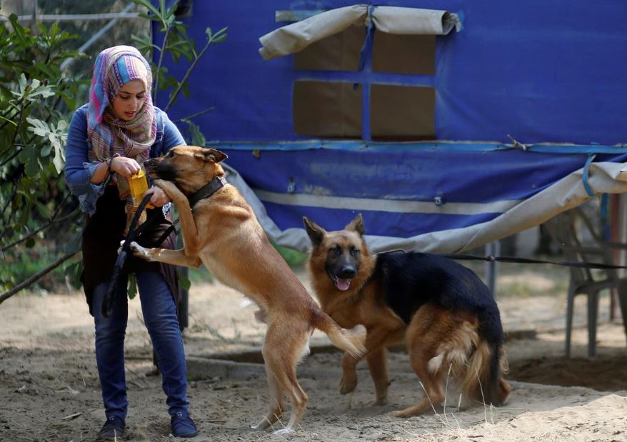 تنامي عدد الحيوانات الأليفة في غزة يضغط على الموارد البيطرية الهزيلة