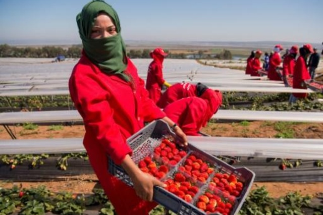 نساء يجمعن إنتاج الفراولة في منطقة القنيطرة في المغرب في الثامن من آذار/مارس 2017