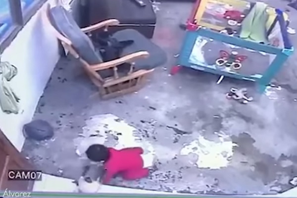صورة من الفيديو يظهر القطة تحاول منع الطفل من السقوط
