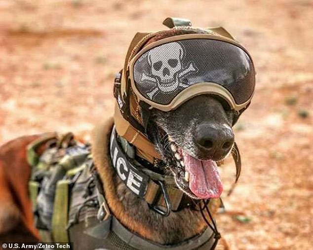 ابتكار يحمي الكلاب العسكرية من فقدان السمع