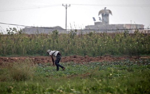 المبيدات الزراعية الإسرائيلية تدمر أراضي الغزيين