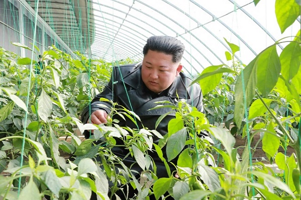 الزعيم الكوري كيم جونغ اون يتفقد مزرعة في مقاطعة كيونغ سونغ
