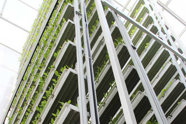 المزارع العمودية تعزز الاستدامة الزراعية