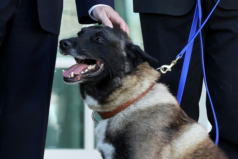 الولايات المتحدة توقف إرسال الكلاب المدرّبة على كشف المتفجرات إلى مصر والأردن