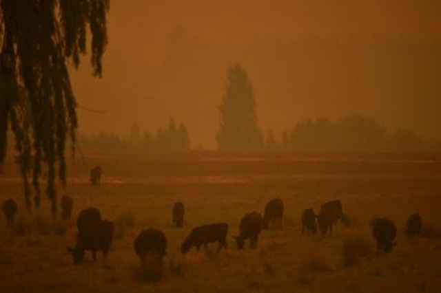 حيوانات وسط أجواء معكرة جراء الحرائق في تووامبا في ولاية نيو ساوث ويلز في 10 كانون الثاني/يناير 2020