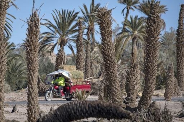 رجل في عربة بثلاثة إطارات محملة بالعشب اليابس في واحة سكورة في جنوب شرق المغرب 