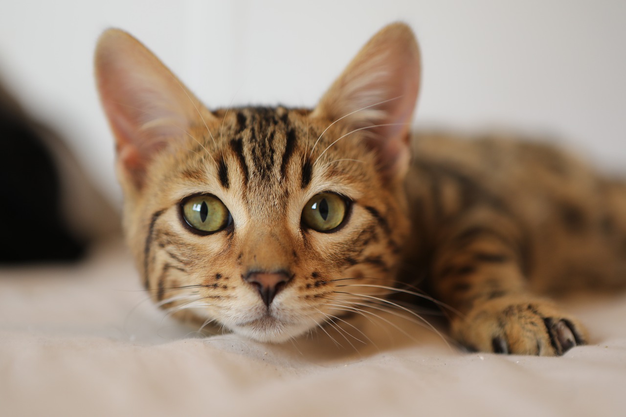 اعراض فيروس كورونا ظهرت على القطة- صورة تعبيرية