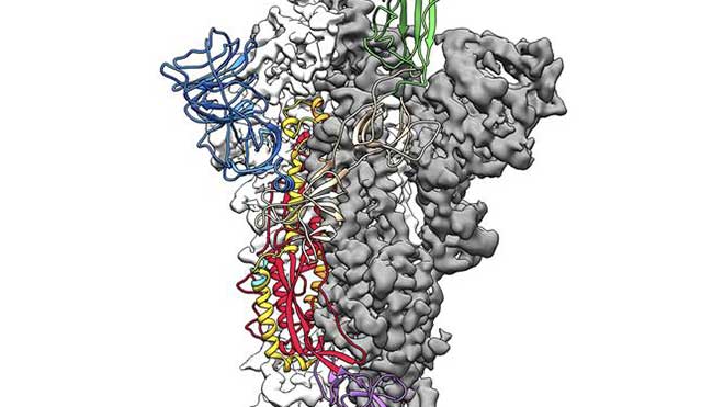 شكل جزئية فيروس كورونا المٌستجد كوفيد-19 جامعة تكساس في أوستن/أ ف ب
