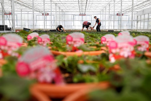 العناية بالحدائق تزدهر في بريطانيا وسط كورونا