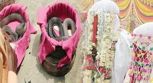 ثعابين سامة مهر الزواج لدى قبيلة هندية