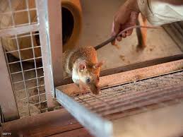 فئران جائعة ومفترسة تهاجم منازل البريطانيين