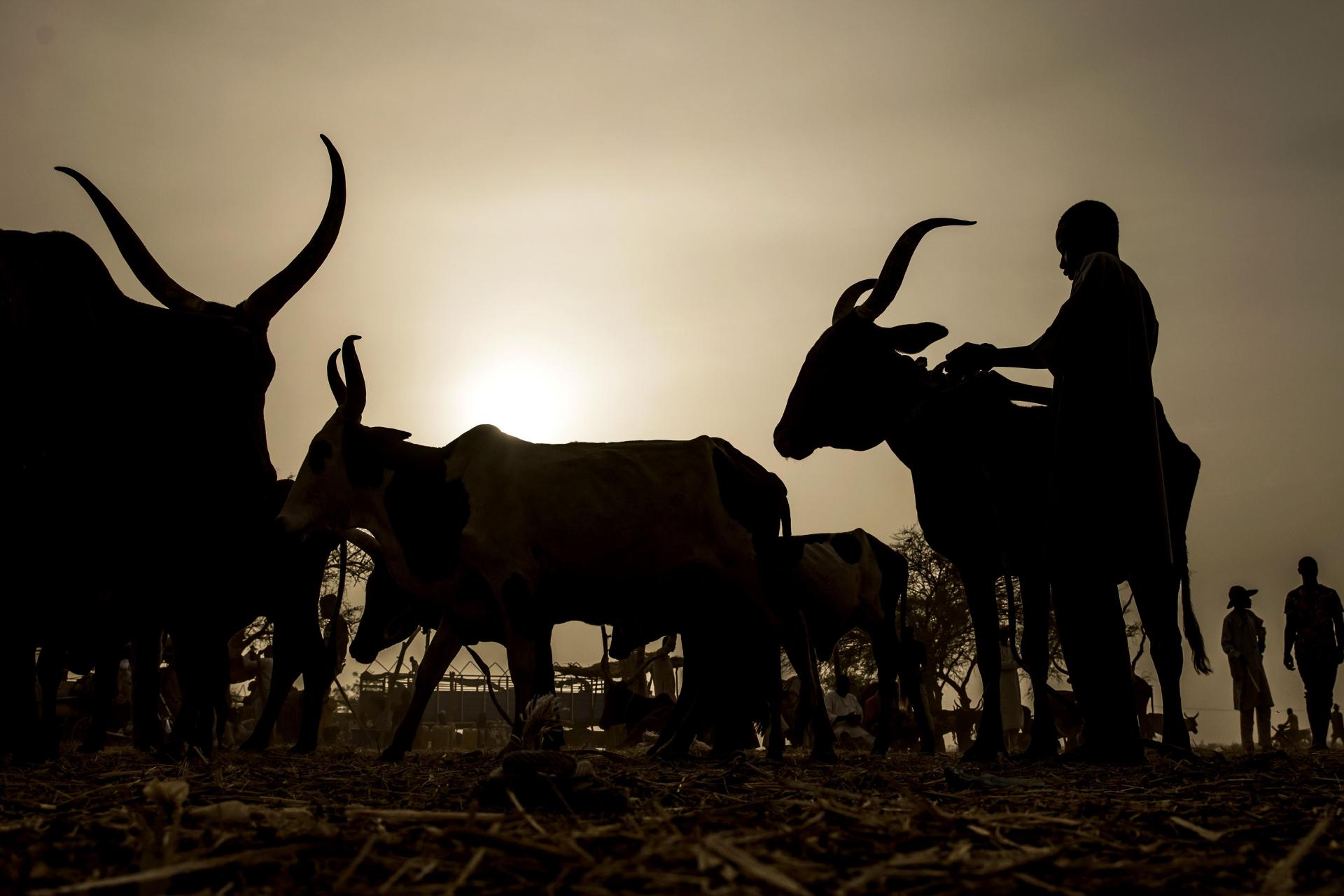 نيجيريا: البقر مقابل السلاح