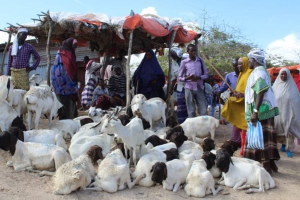 صوماليون يشترون الأضاحي من سوق الماشية في مقديشو الجمعة