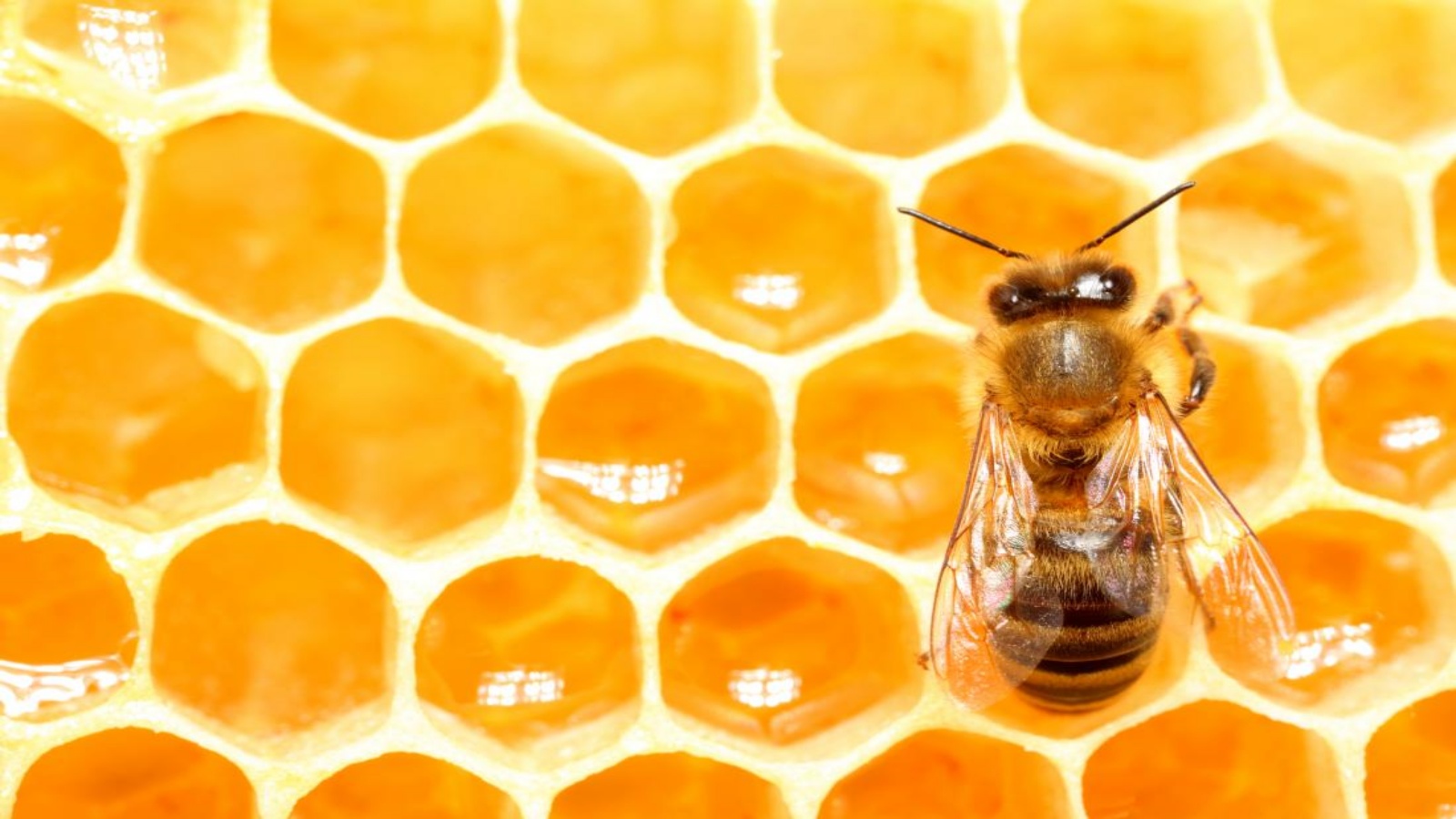 العسل يهزم المضادات الحيوية 