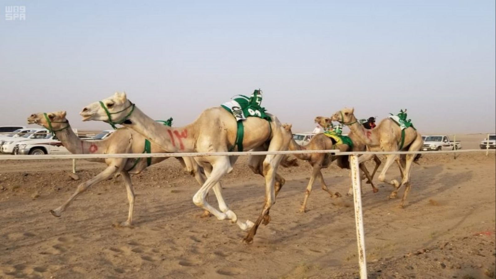  إقامة ثلاث بطولات في السعودية لسباقات الهجن