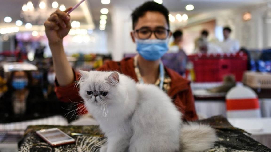 عقار لعلاج كورونا القطط يمنع تكاثر الفيروس في الخلايا البشرية