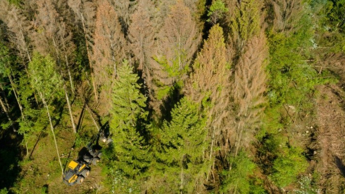 غابة فردان بالشرق الفرنسي تخسر 40 في المئة من أشجارها في 2019 