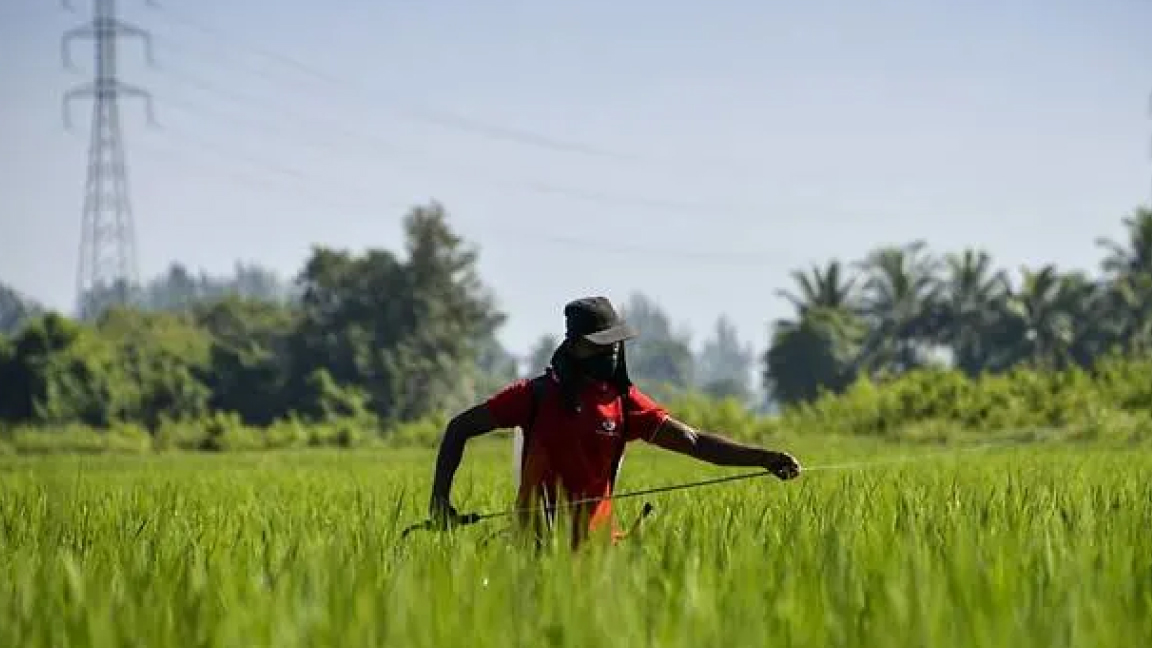 مزارع إندونيسي يرش حقوله بالمضادات الحشرية في 7 أغسطس الماضي