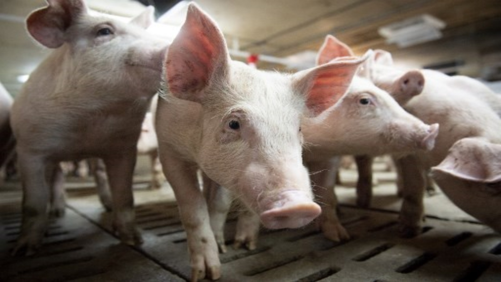 هذه الصورة التي تم التقاطها في 26 يونيو 2019 شوهدت الخنازير في مزرعة ميلوبورك في سان توماس دي جولييت ، كيبيك ، كندا. أبلغت السلطات الصحية الكندية في 4 تشرين الثاني (نوفمبر) عن أول حالة إصابة بفيروس H1N2 في البلاد وهي سلالة نادرة من أنفلونزا الخنازير.