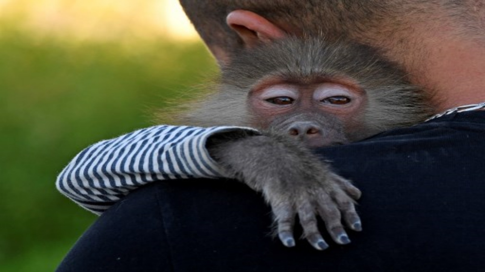 اكتشاف نوع جديد من القردة في بورما