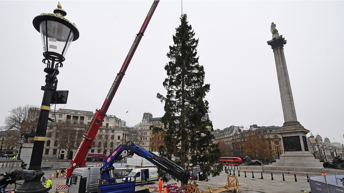 رفع شجرة عيد الميلاد في ميدان ترافلغار في قلب لندن