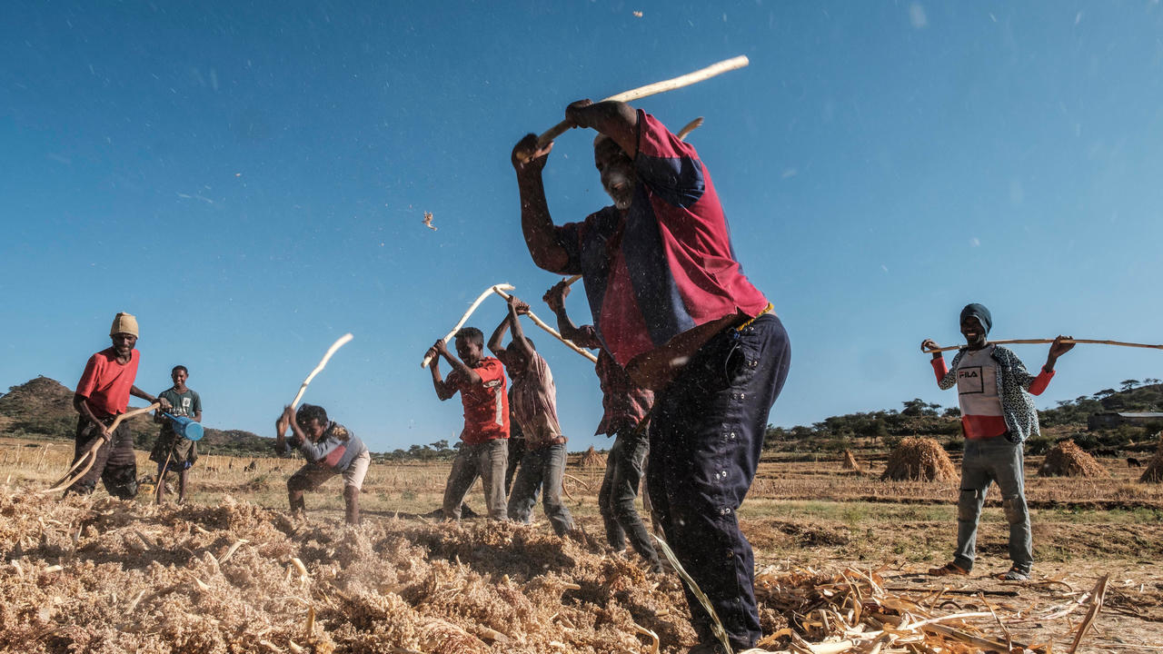 مزارعون يحصدون السرغوم في بلدة أياسو جبريل في إقليم تيغراي الإثيوبي في 10 كانون الأول/ديسمبر 2020