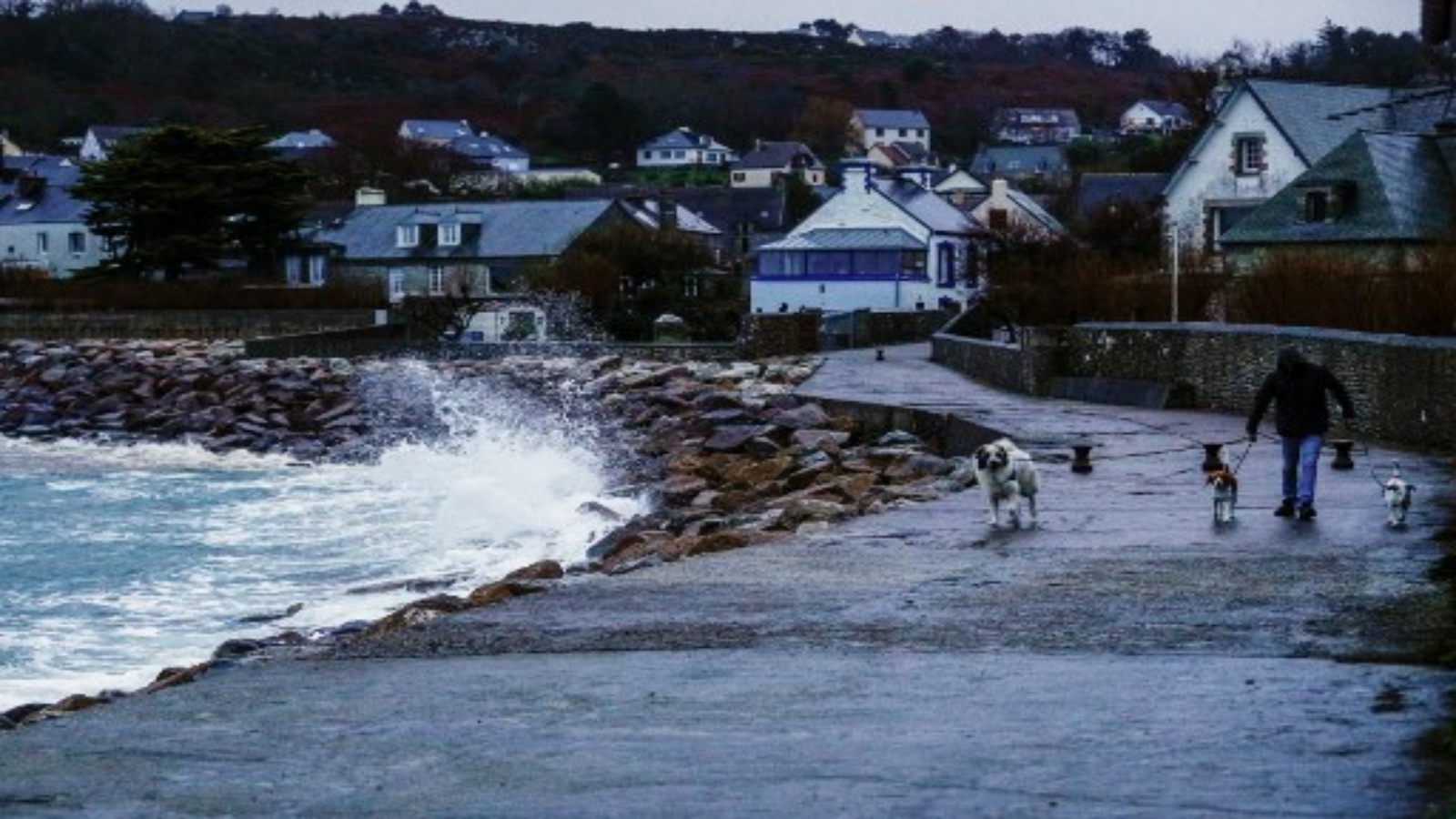 رجل يسير مع كلابه بينما تضرب الأمواج والرياح القوية ساحل لو بيكيه ، شمال غرب فرنسا في 27 ديسمبر 2020 ، بينما تضرب العاصفة بيلا ساحل بريتاني ونورماندي.