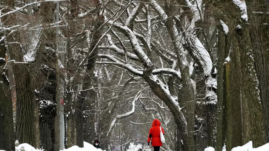 الثلج يكسو الأشجار في سنترال بارك في مدينة نيويورك في 11 فبراير 2021