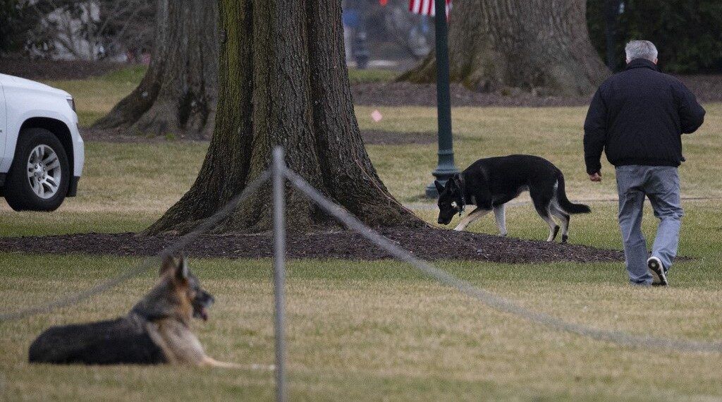 صورة تظهر كلبي جو بايدن تشامب وميجور في حديقة البيت الأبيض