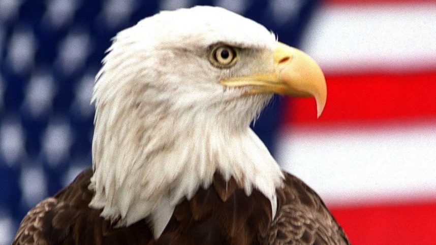  الولايات المتحدة تضم 71500 زوج من هذه النسور