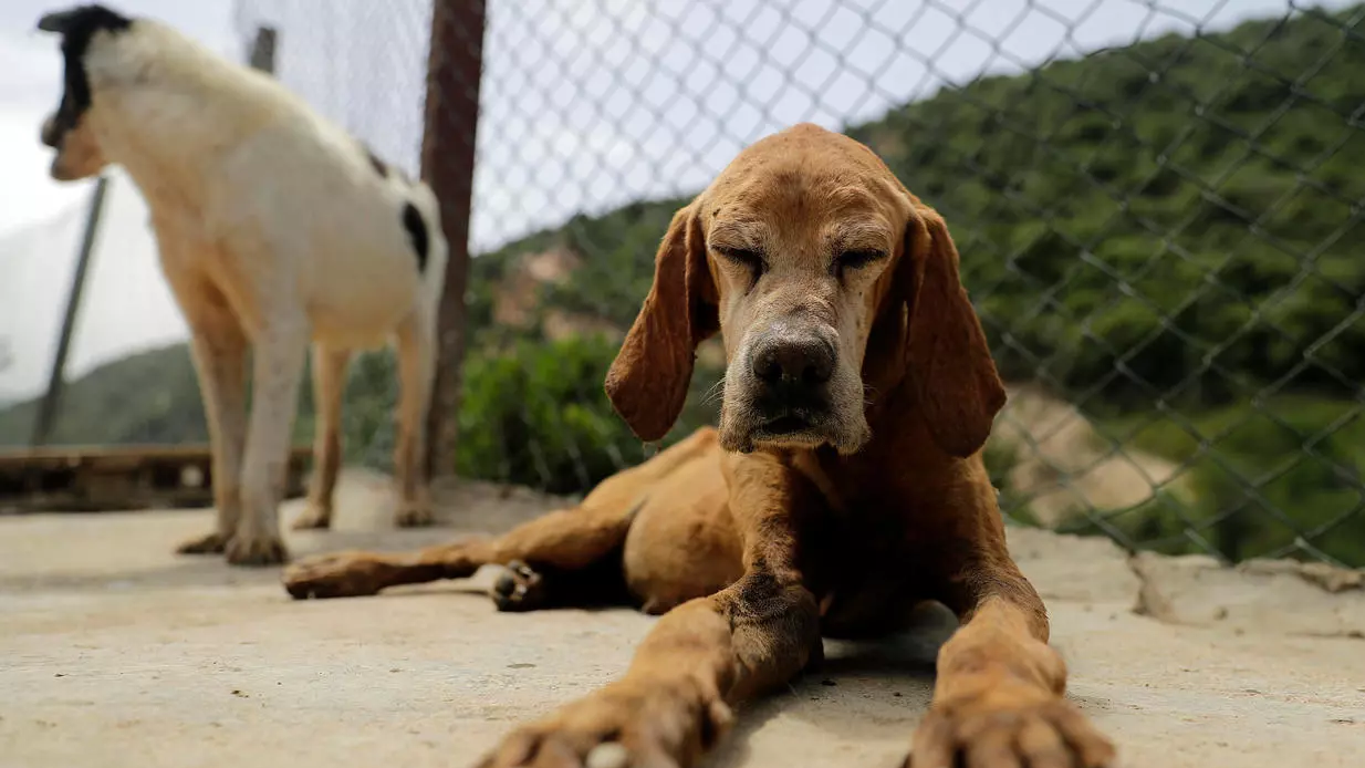  مأوى للكلاب والحاجة الى التبرعات لرعايتهم