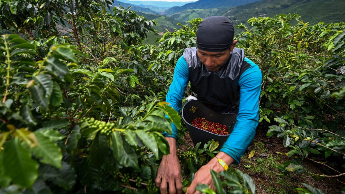 عامل كولومبي في حقل لحبوب القهوة