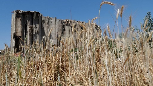 أهراءات القمح المدمرة في مرفأ بيروت بفعل انفجار 4 أغسطس 2020 وقد نبت القمح حولها