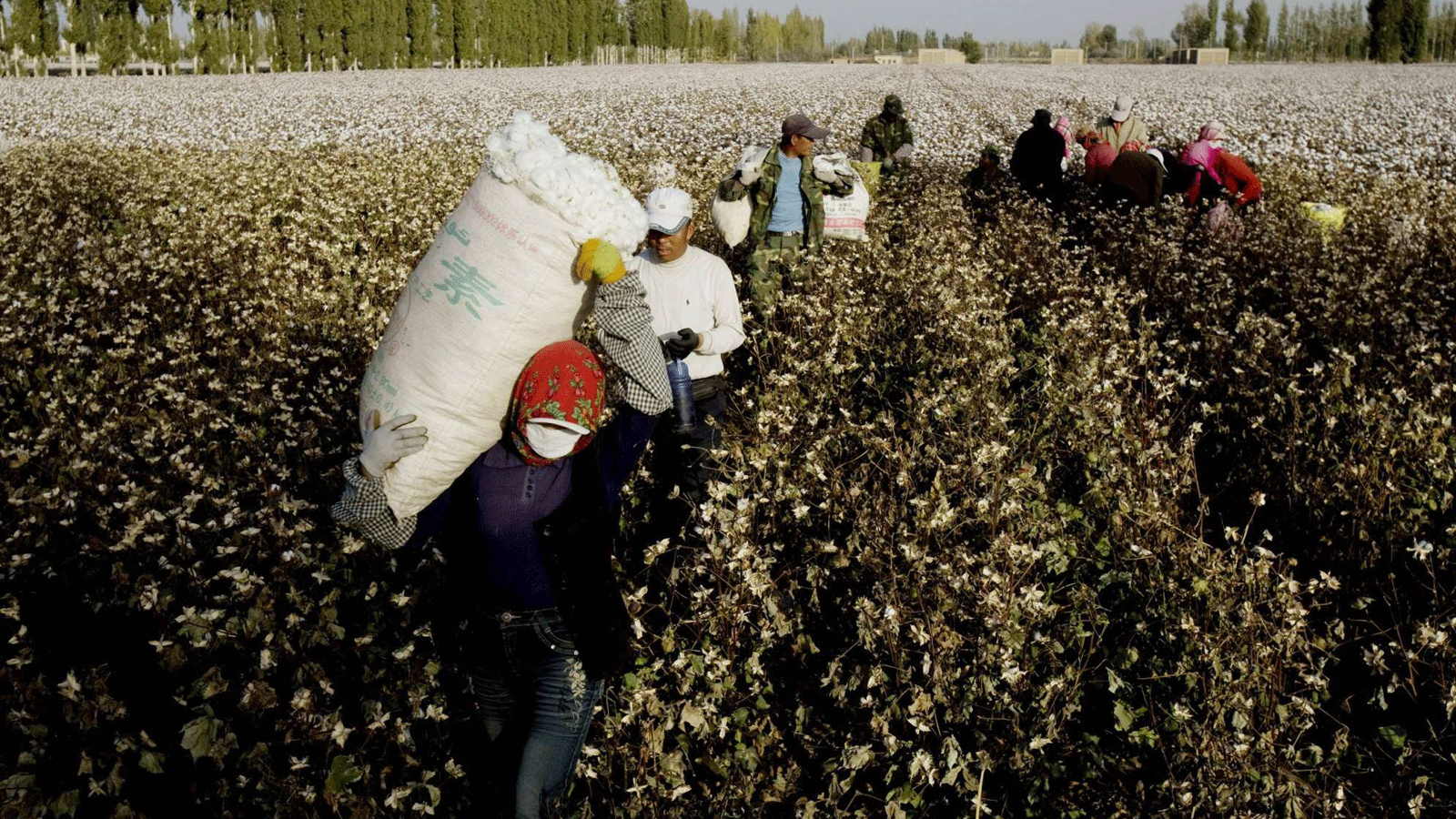 عمال القطن خلال موسم الحصاد في هامي/ منطقة شينجيانغ بشمال غرب الصين. في 23 تشرين الأول/أكتوبر 2010