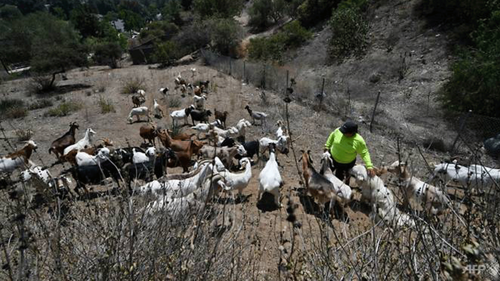 قطيع مكون من 80 رأسًا من الماعز يتغذى على الغطاء النباتي لتقليل الوقود المحتمل لحرائق الغابات في البراري في قطعة أرض جبلية في جليندال، خارج لوس أنجلوس. تموز/يوليو 2021