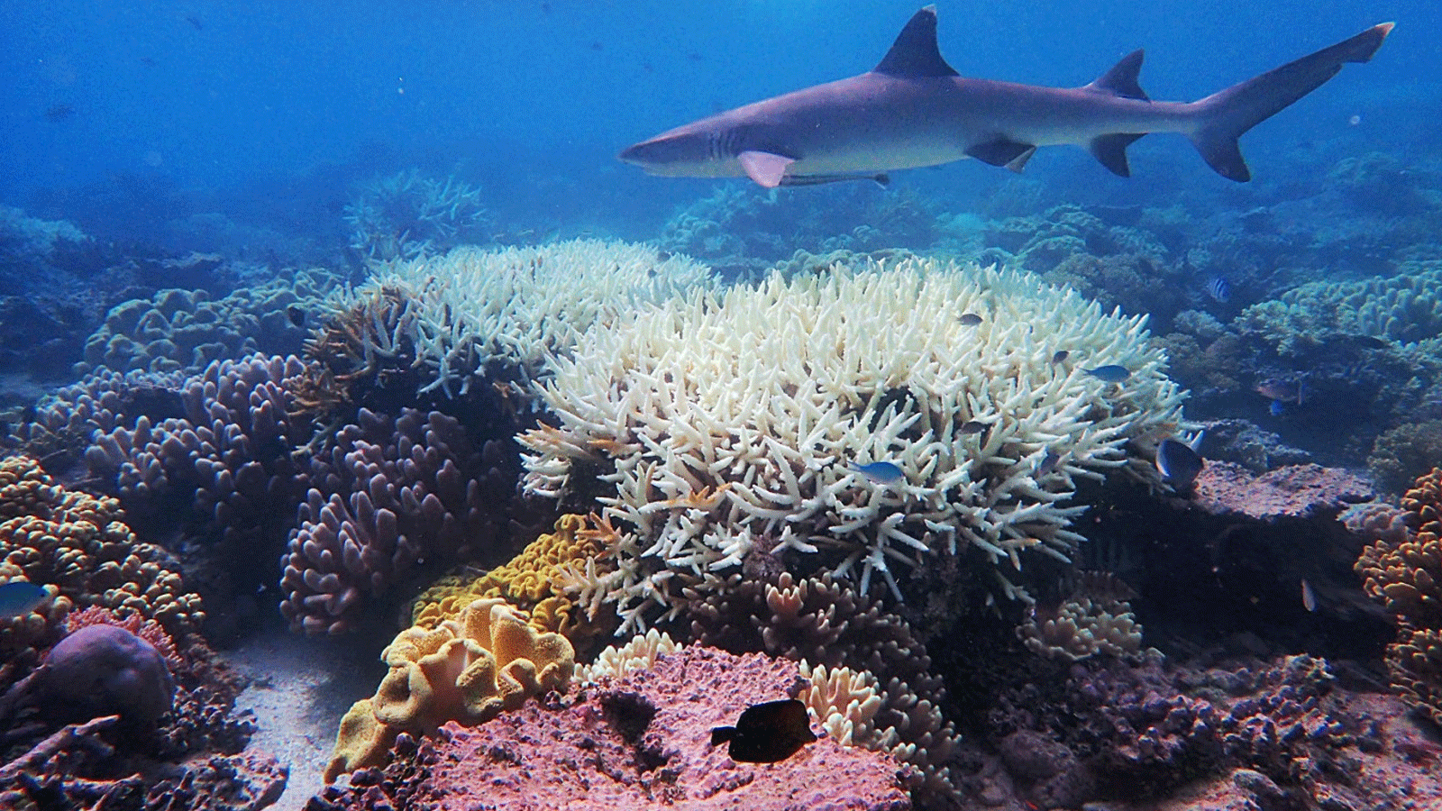صورة للحاجز المرجاني العظيم نشرها مركز التميز التابع لـ ARC لدراسات الشعاب المرجانية بجامعة جيمس كوكفي بتاريخ 6 نيسان/أبريل 2020 