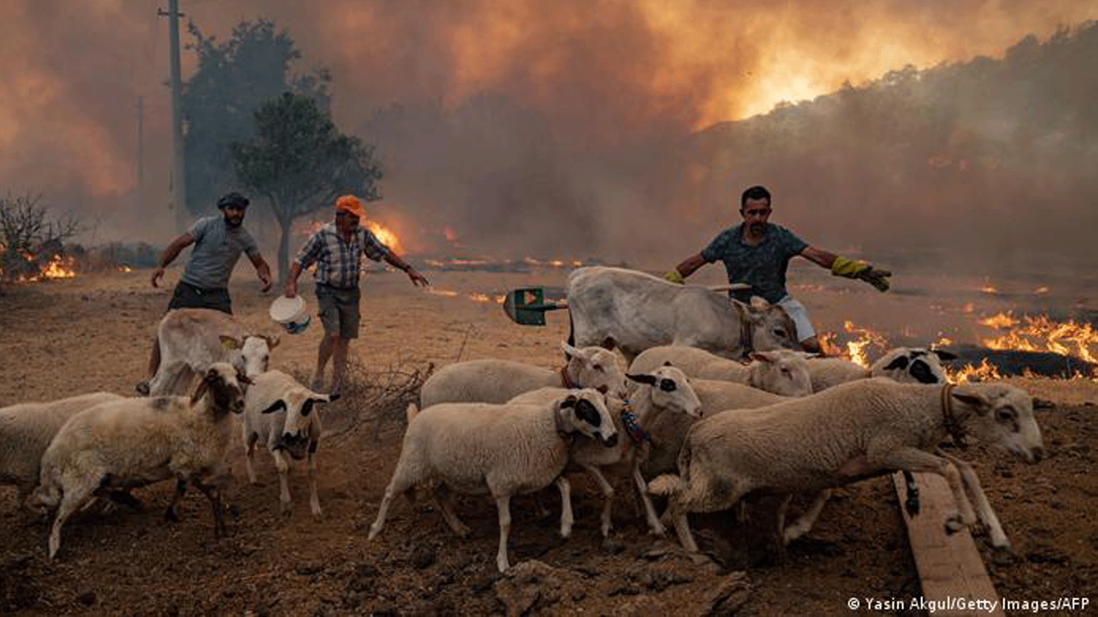 المزارعون في تركيا يهربون ماشيتهم من الحرائق التي اجتاحت البلاد