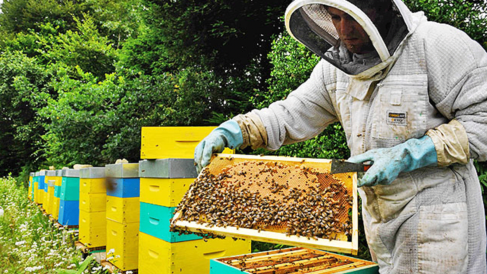 مربي النحل الفرنسي توماس لو جلاتين يتفقد إطارات خلية النحل الخاصة به في بلوردوت، غرب فرنسا