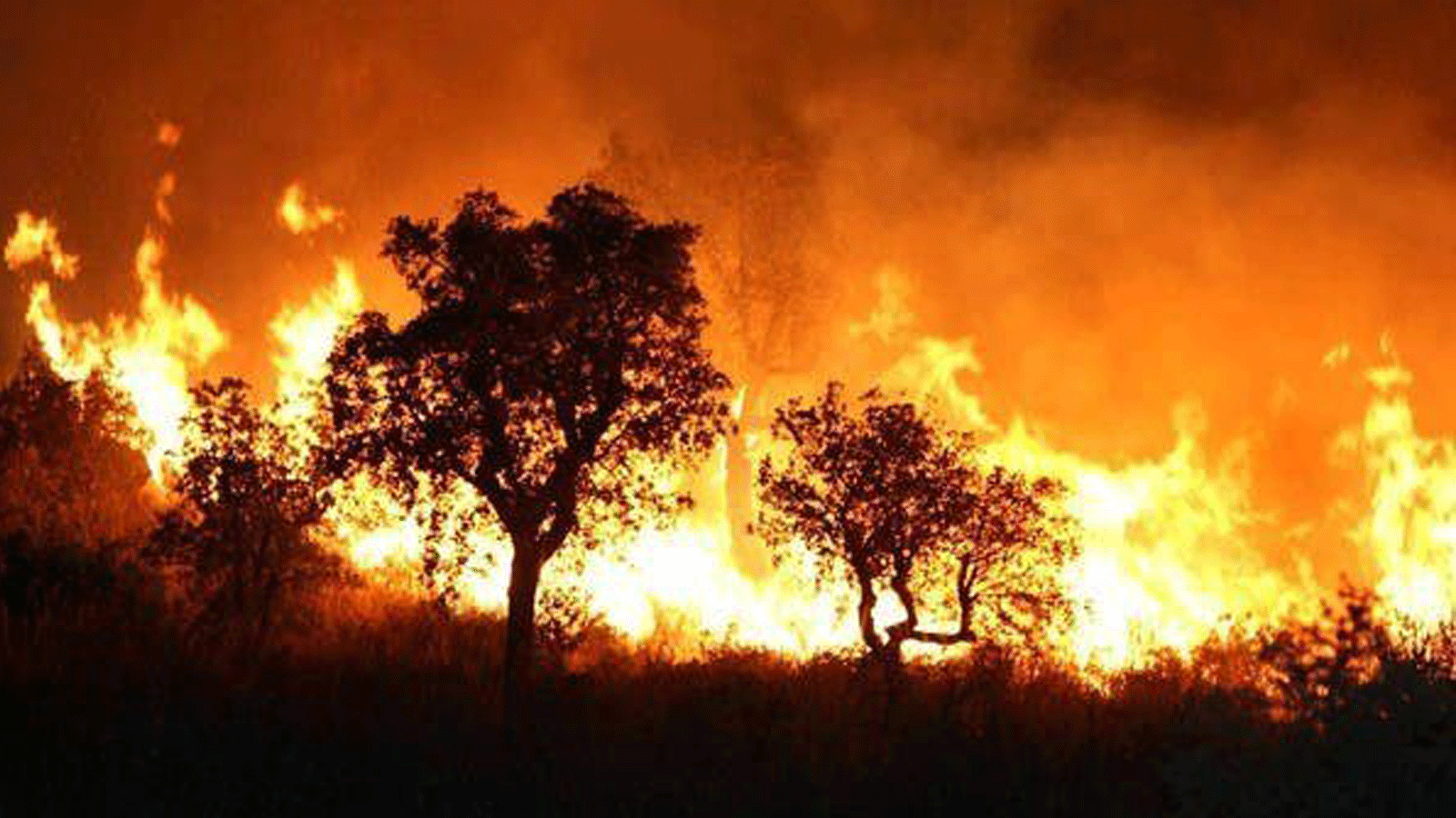 الحرائق تُدمِّر آلاف الهكتارات من أراضي الغابات في الجزائر