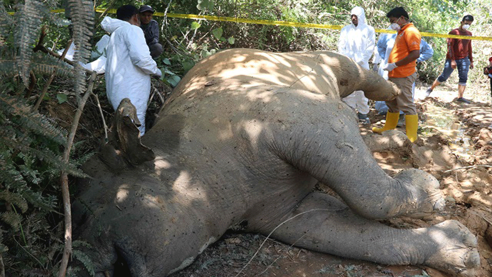 الشرطة الإندونيسية وحراس الأمن يجريون تحقيقًا في وفاة أنثى فيل في مزارع باندا علم في شرق آتشيه. في 13 تموز/ يوليو 2018. 