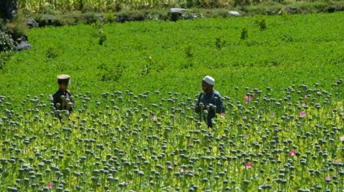 تأتي الأغلبية العظمى من الأفيون في العالم من أفغانستان، ويتركز الإنتاج والصادرات في المناطق التي كانت تسيطر عليها طالبان