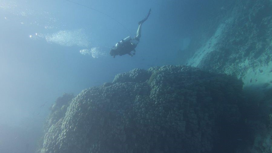 خبراء العلوم والبيئة البحرية في شركة البحر الأحمر للتطوير يكتشفون مستعمرة مرجانية ضخمة جنوب جزيرة الوقادي