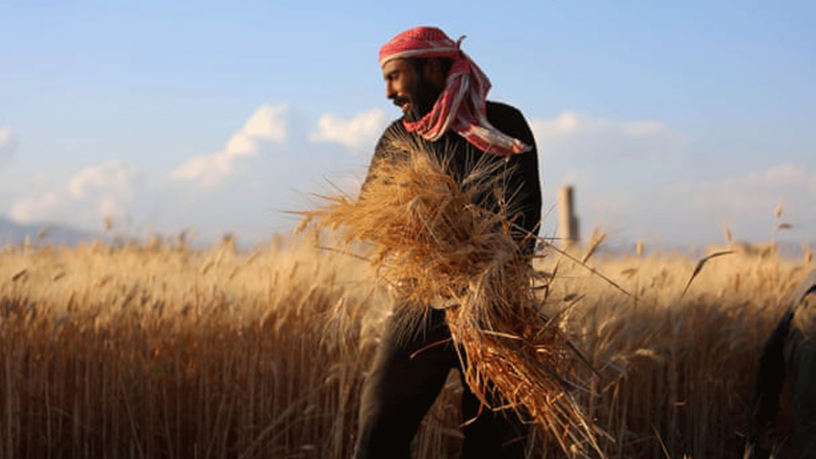 مزارع يحصد القمح في سوريا