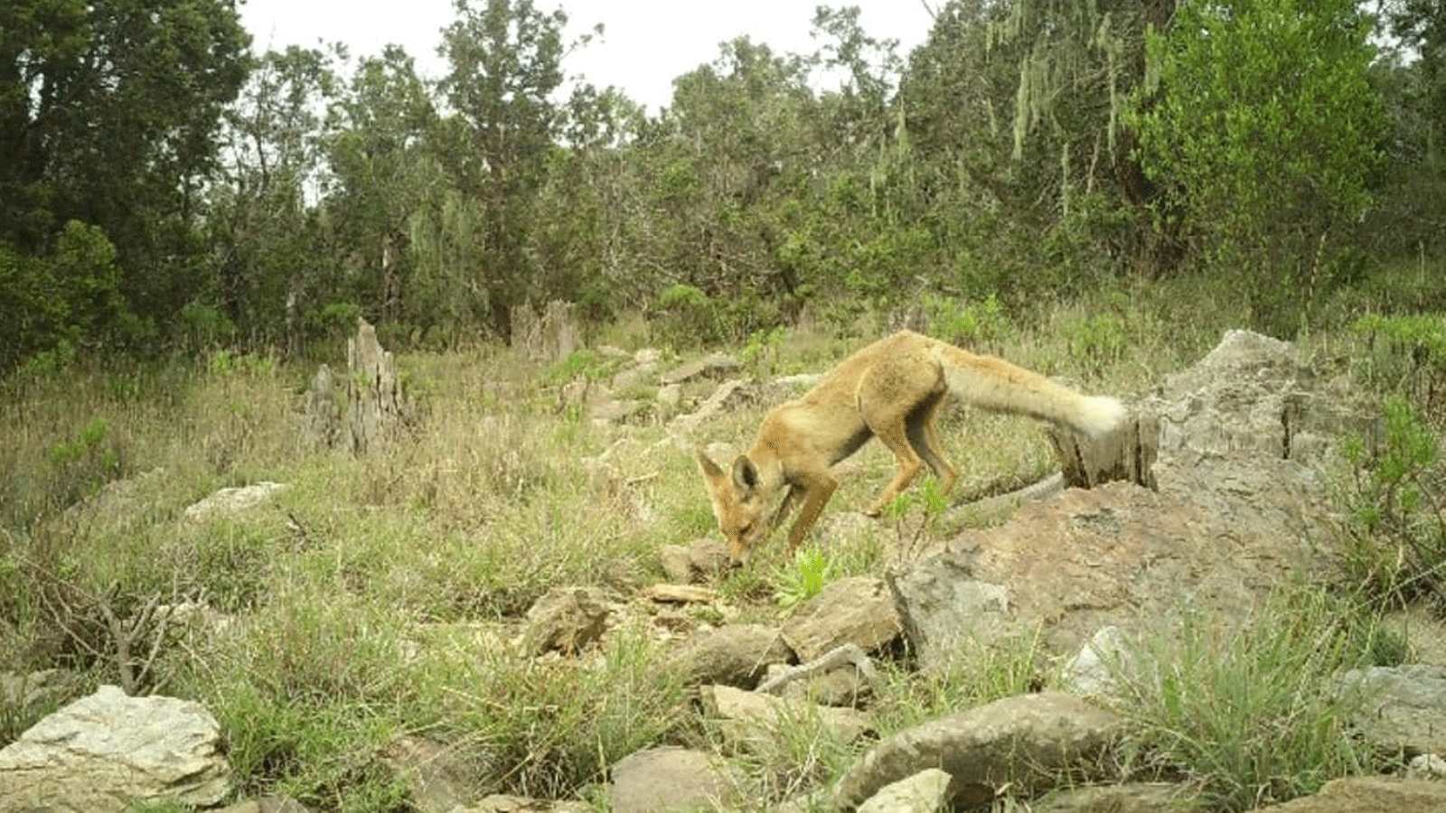 جانب من المحمية الطبيعة حيث تلتقط الكاميرات صور الحيوانات المتنقلة.