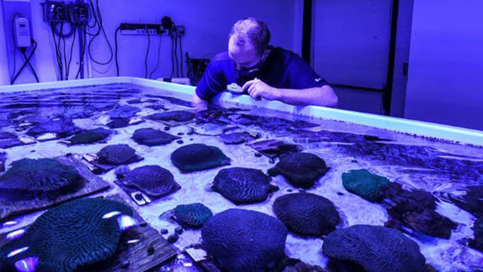 أحد الموظفين العاملين على ترميم الشعاب المرجانية في مركز فلوريدا كورال ريسكيو في أورلاندو في 20 أسلول/سبتمبر 2021 